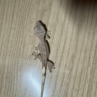 노멀 풀핀