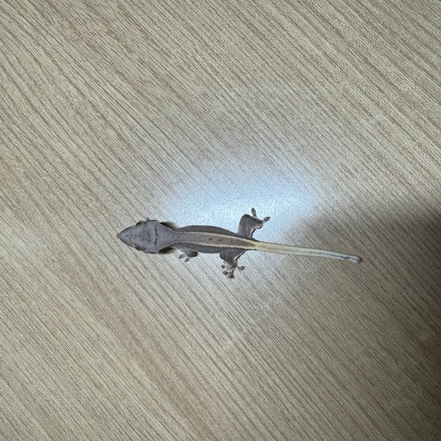 릴리화이트 풀핀