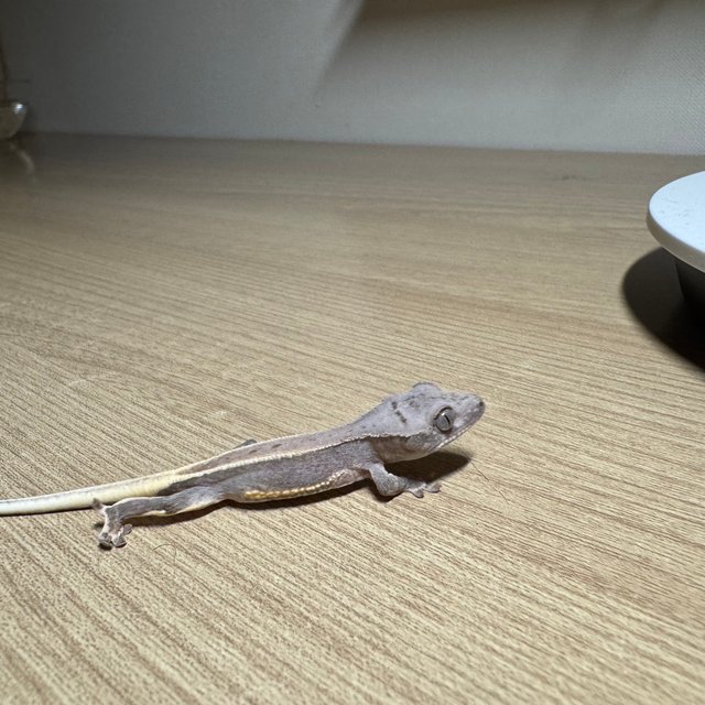 릴리화이트 풀핀