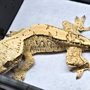 노멀 트라이 화이트스팟