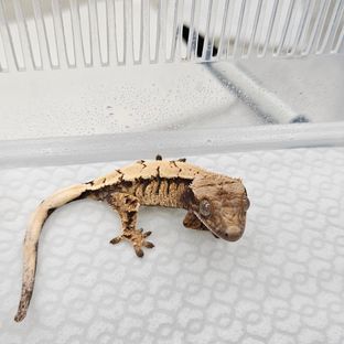 세이블