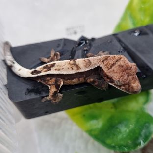 세이블
