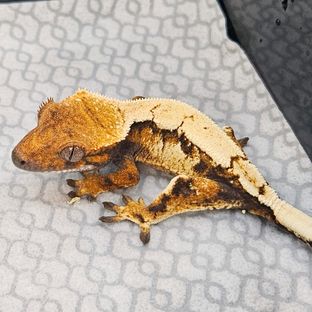 세이블