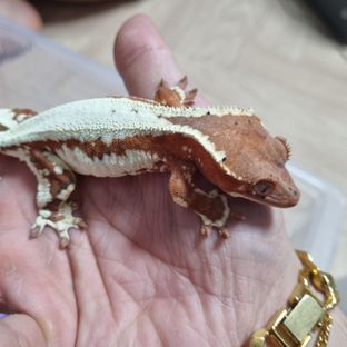 딸기