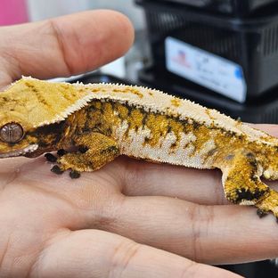트라이