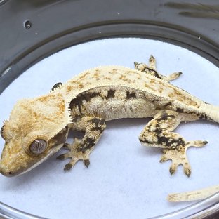 노멀 드리피 화이트스팟