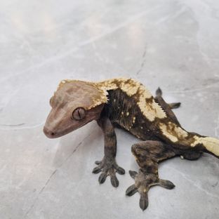세이블 칸