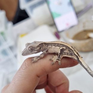 춘봉쿠키
