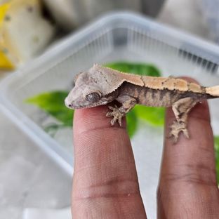 세이블