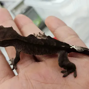 곤이오도