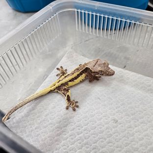 프라푸치노