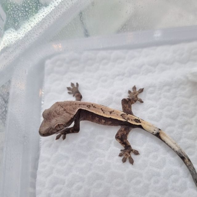 세이블