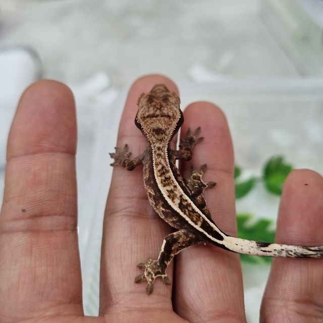 카푸치노