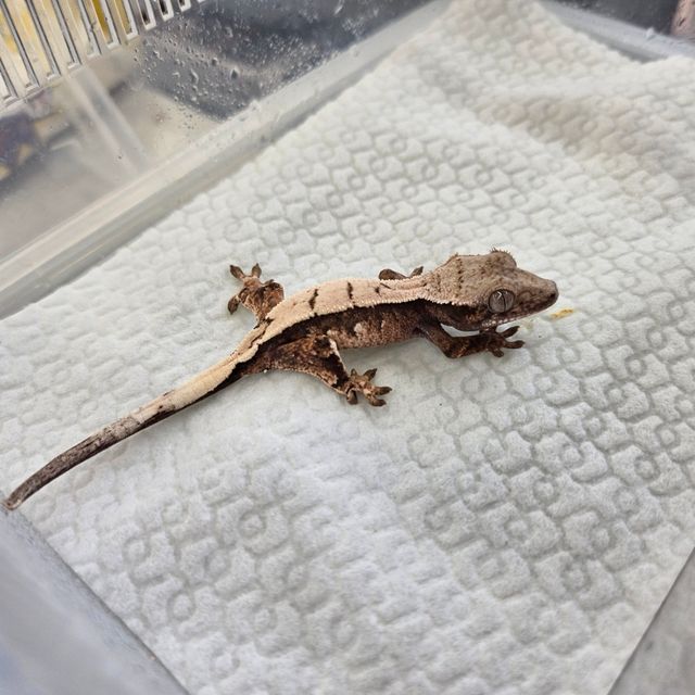 세이블