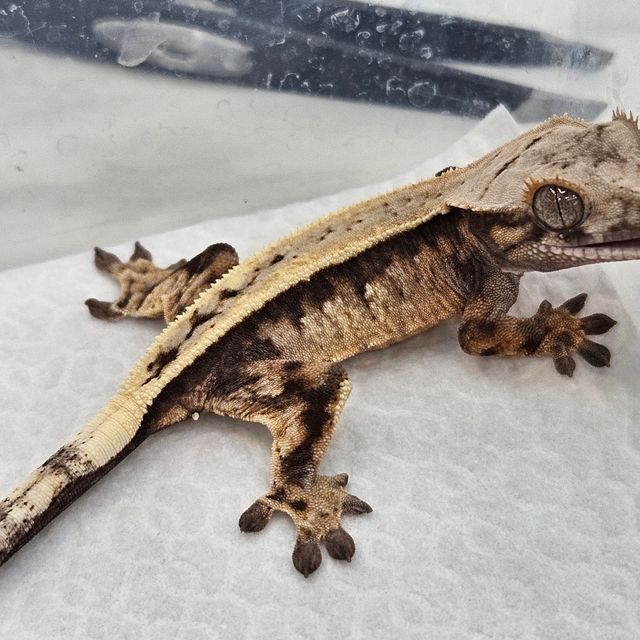세이블