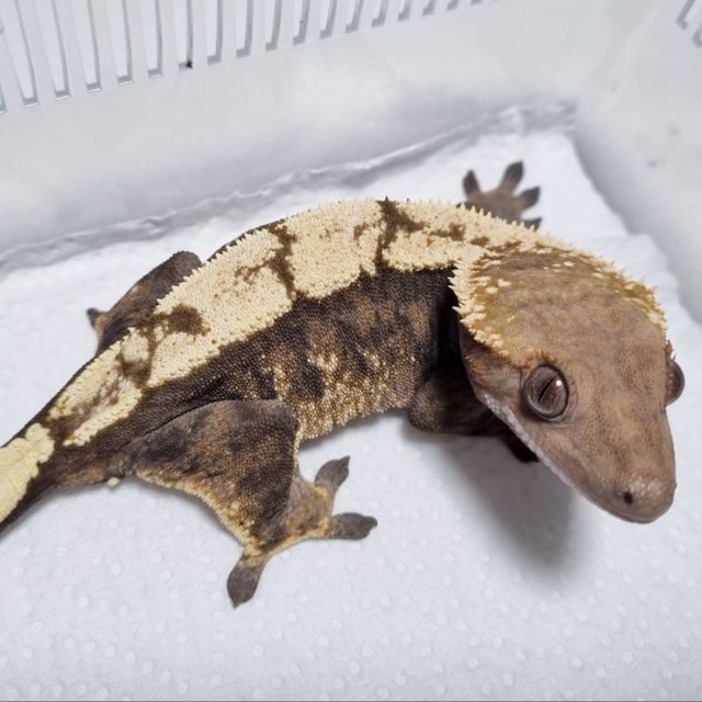 세이블
