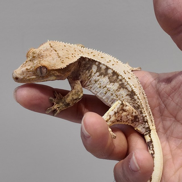 노멀 드리피 화이트스팟