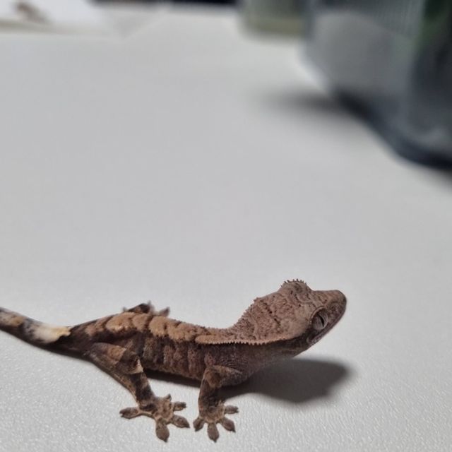카푸치노
