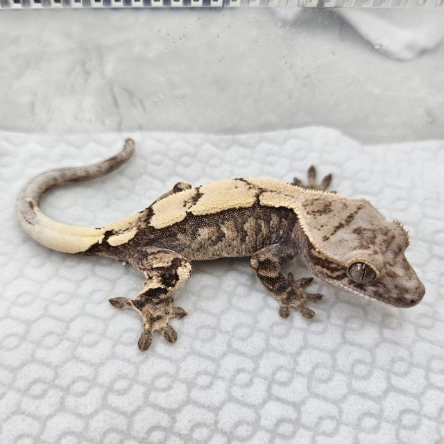 세이블