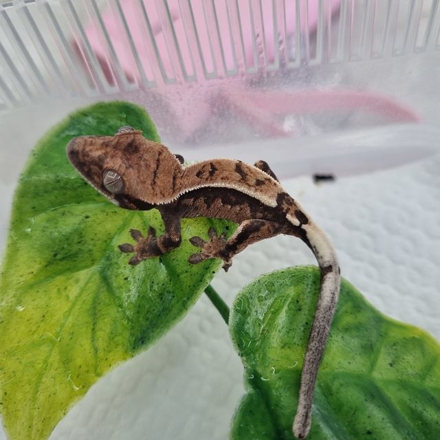 세이블