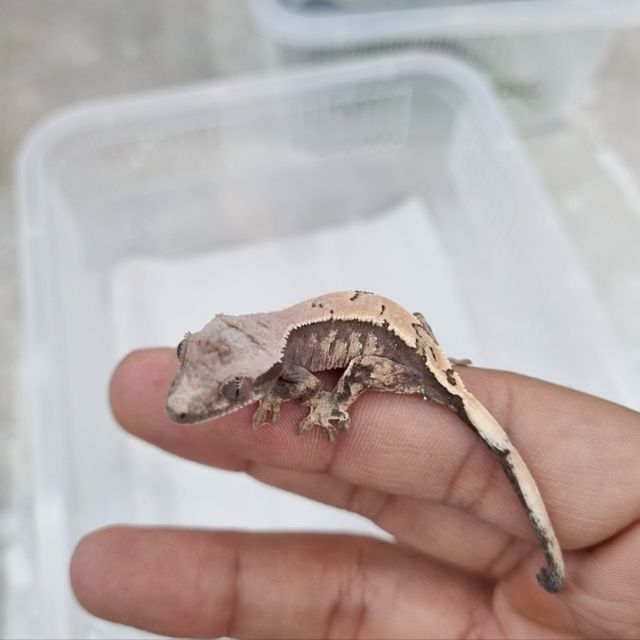 세이블