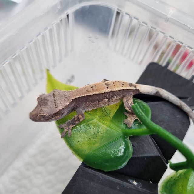 세이블