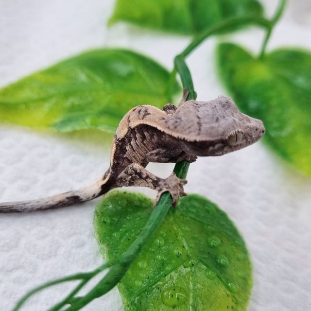 세이블