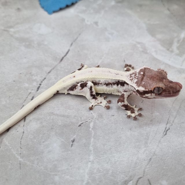 프라푸치노