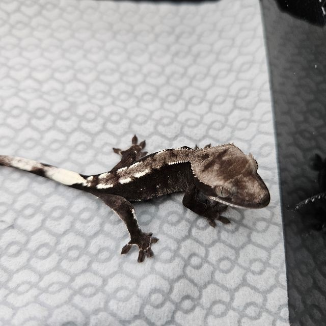 아잔틱