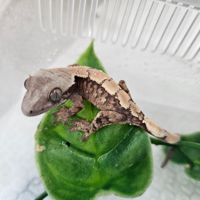 세이블