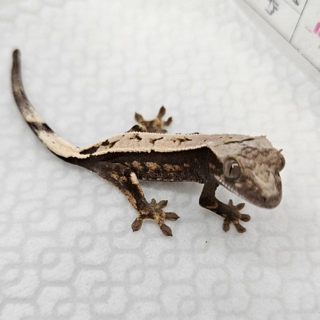 세이블