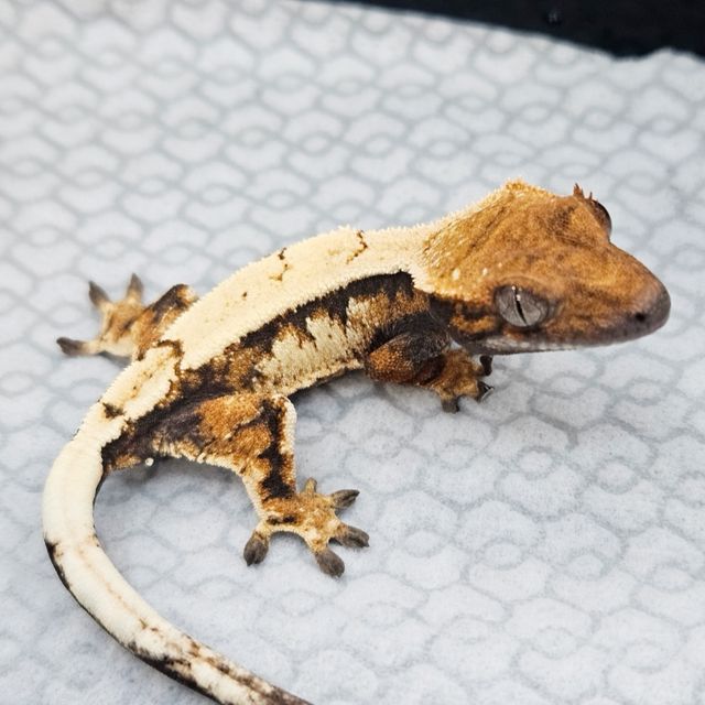 세이블