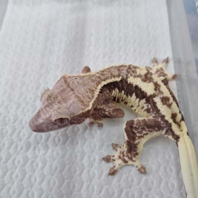 프라푸치노