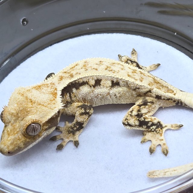 노멀 드리피 화이트스팟