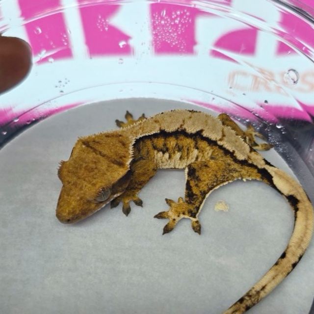 트라이 나비스