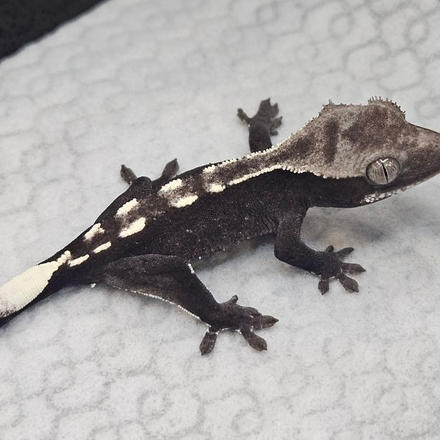 아잔틱
