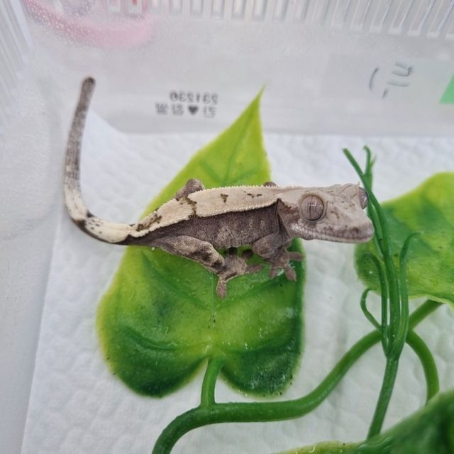 세이블