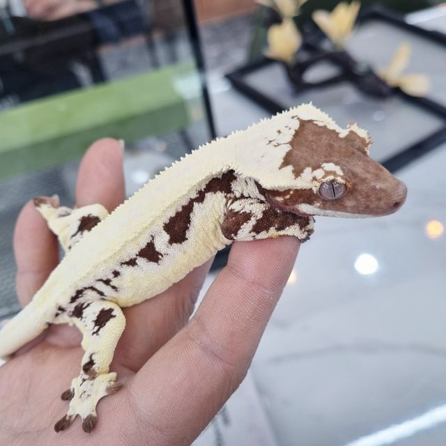 프라푸치노