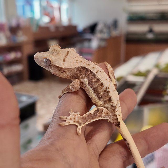 100%헷아잔틱 릴리화이트