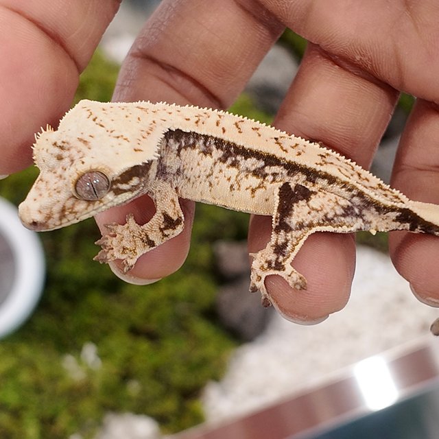 노멀 드리피 화이트스팟