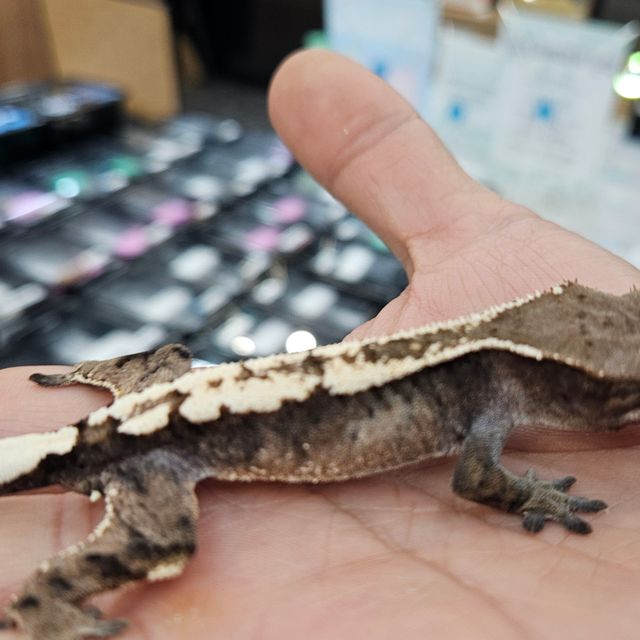 세이블