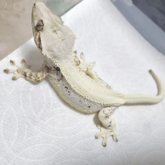 릴리화이트