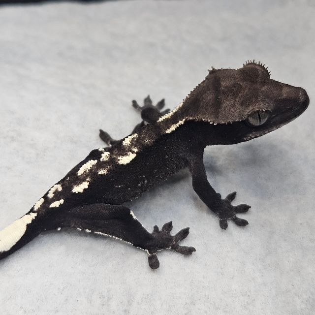 아잔틱
