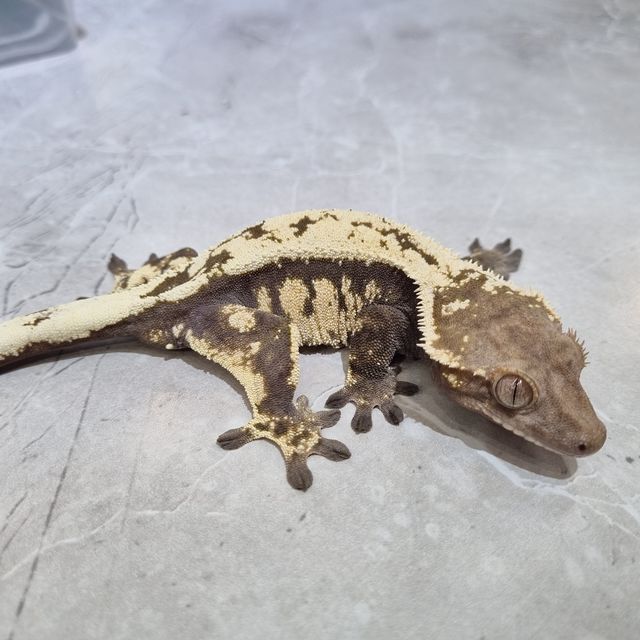 세이블