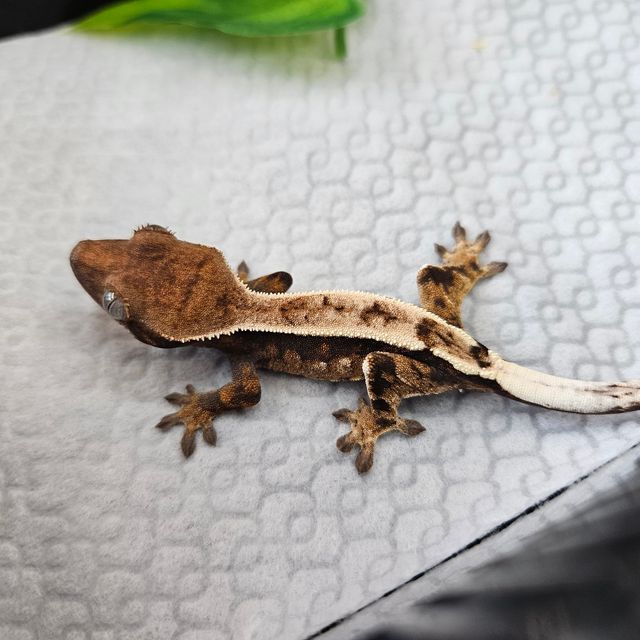 세이블