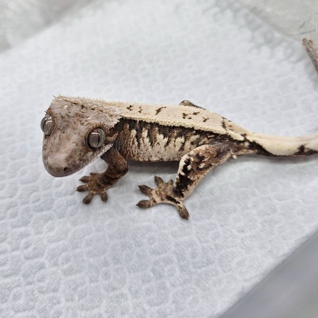 세이블