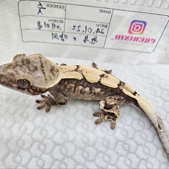 세이블