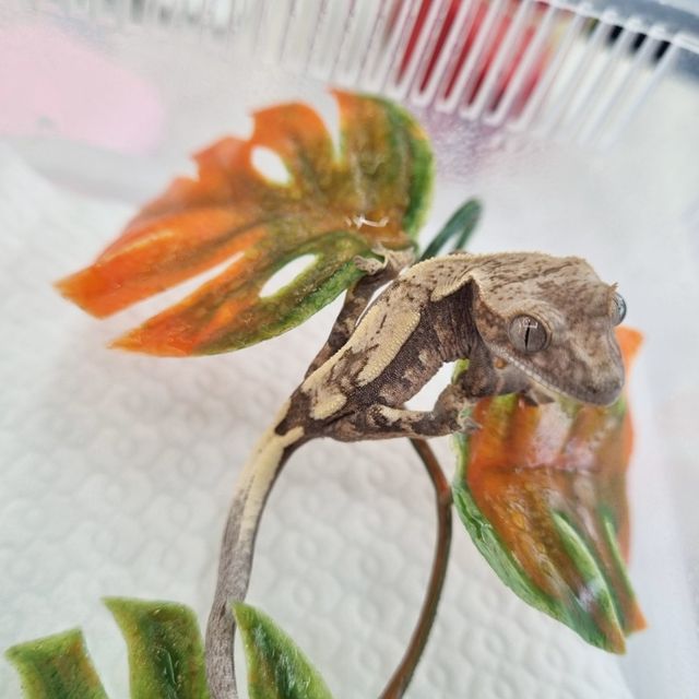 세이블