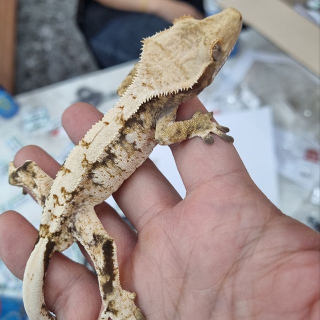 노멀 트라이