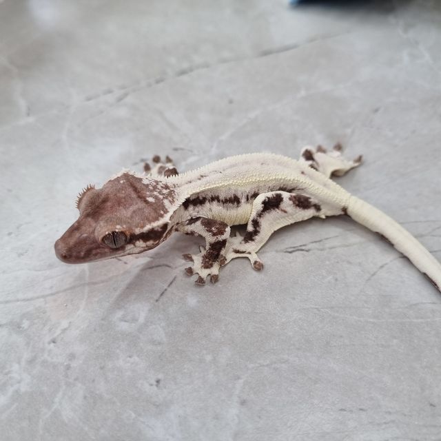 프라푸치노